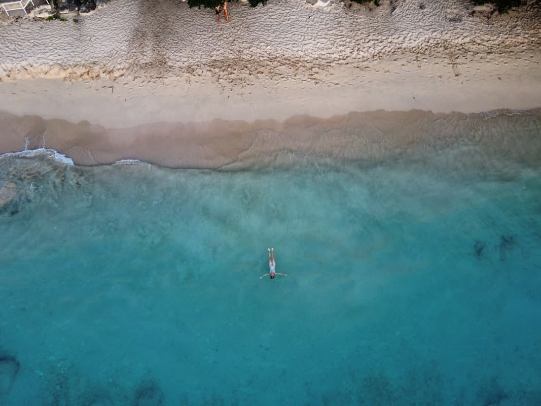 lora swimming in turquoise water in barbados
