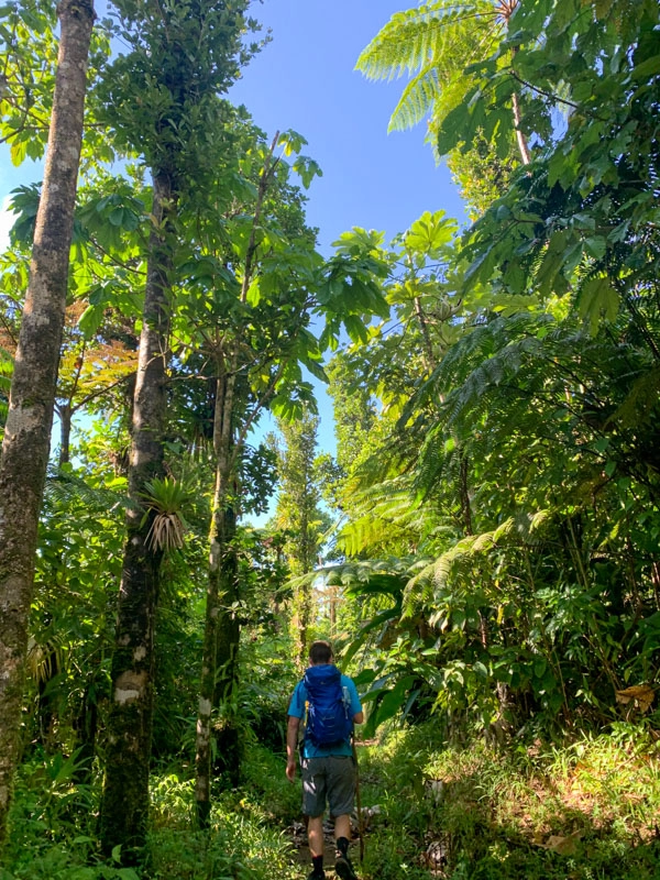 guy hiking through a rainforest in dominica