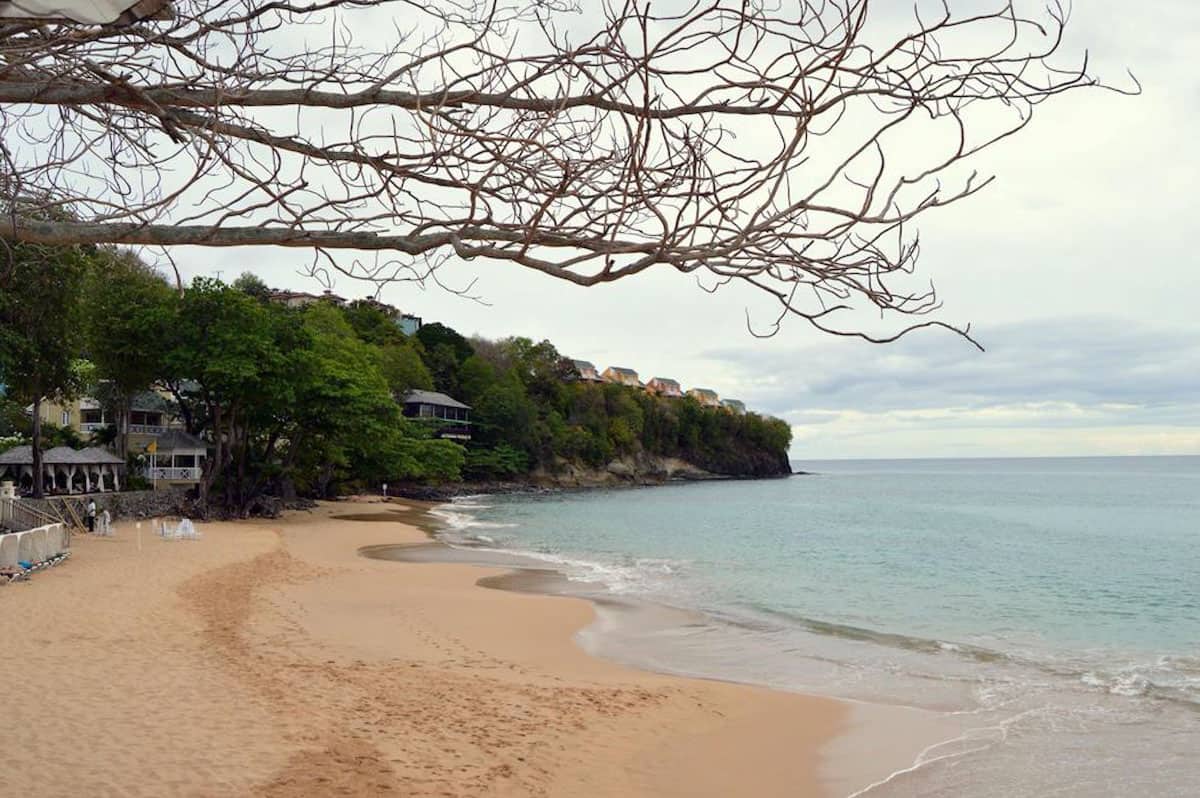 a tree overhangs on a beach in st. lucia