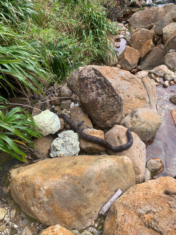 boa constrictor on rocks in dominica