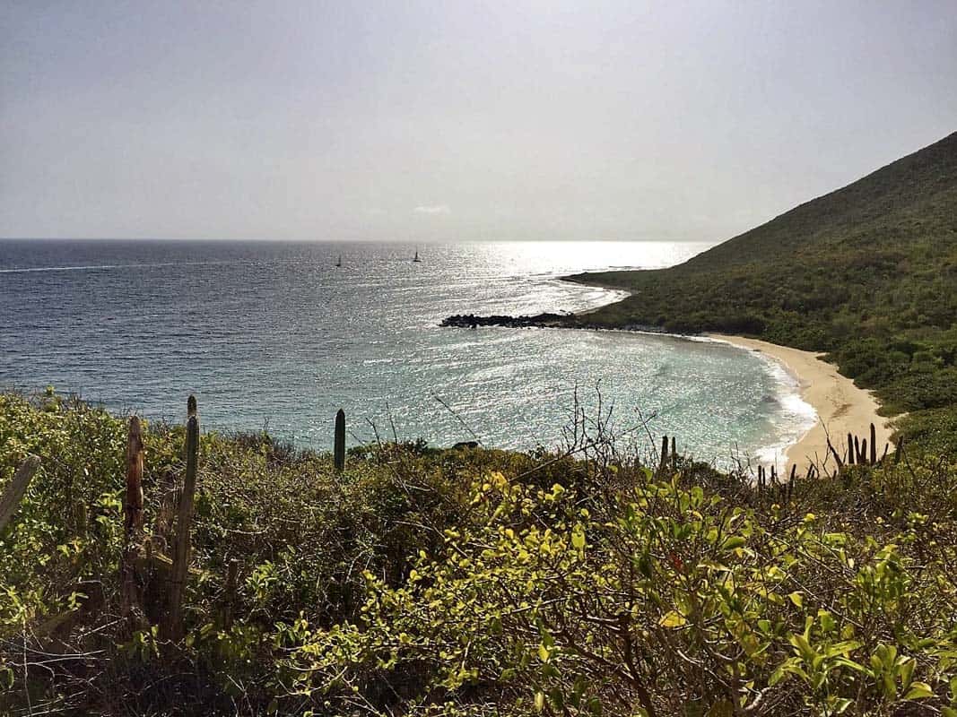 foliage in front of a beach in st. martin with sailboats in distance