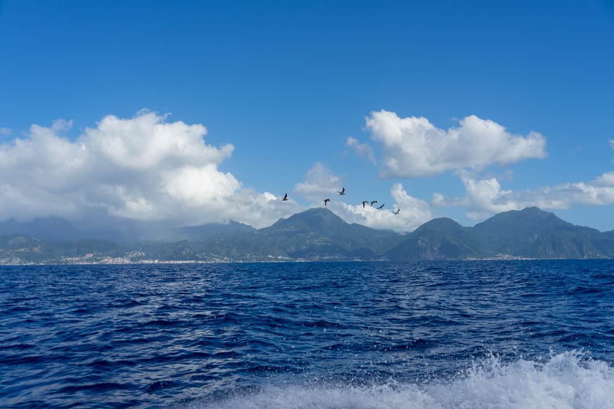 birds flying over the mountains in dominica