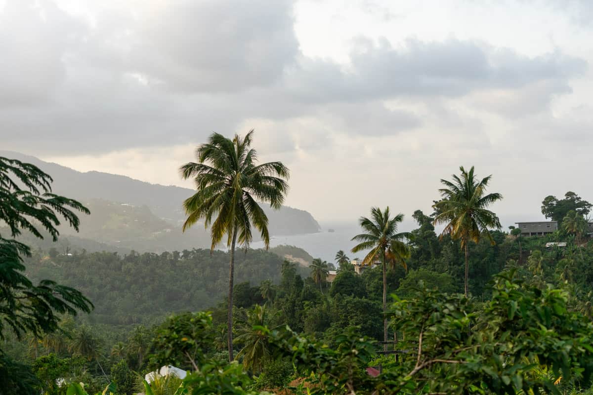 landscape in dominica. lush palm trees stick out of the tropical forest. the ocean is in the backdrop at sunset.