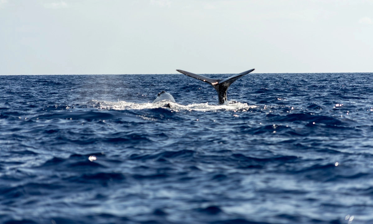 whale tail in dominica