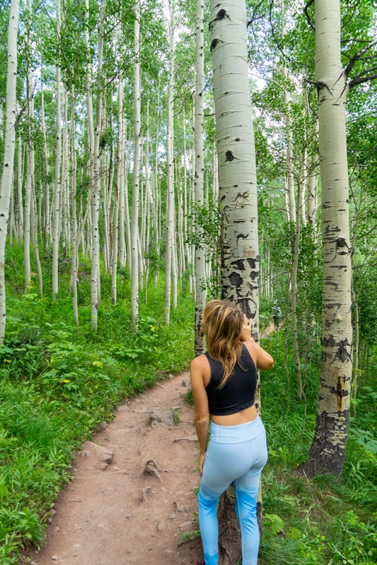 aspen trees