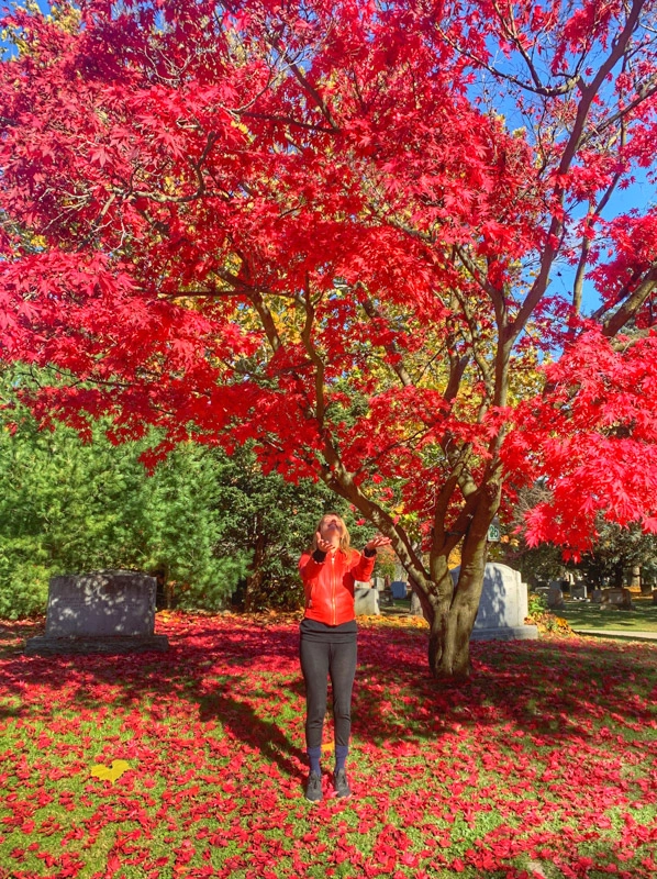 fall colors in toronto