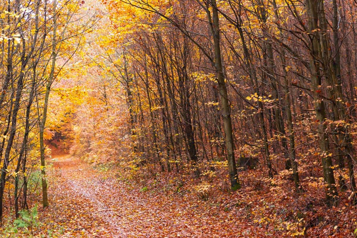 A path through a European forest covered in yellow leaves during autumn.