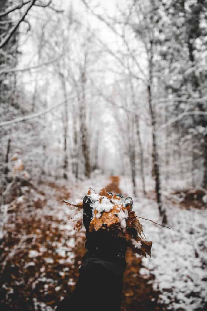 hand sticking out wearing a glove holding dead leaves with snow on top of them in a forest covered in snow