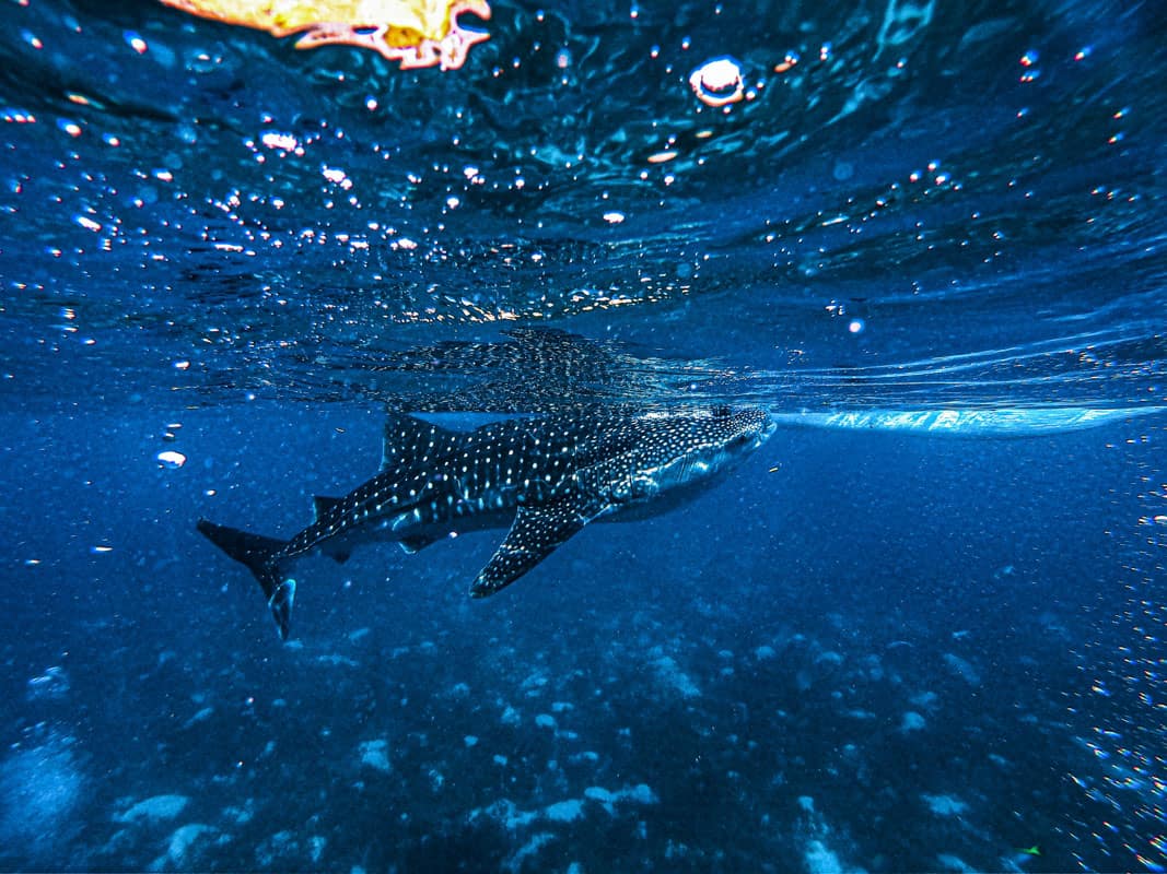 whale shark in the philippines