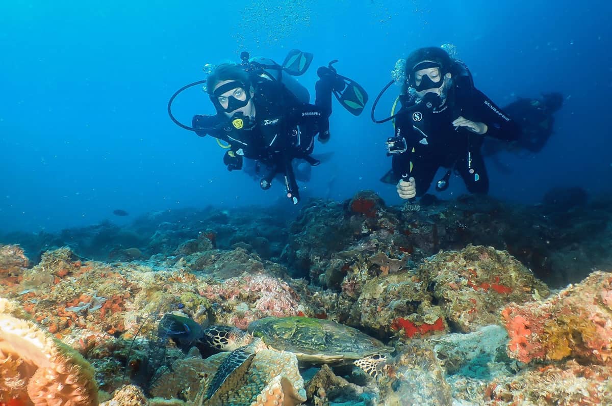 divers with sea turtle in the philippines