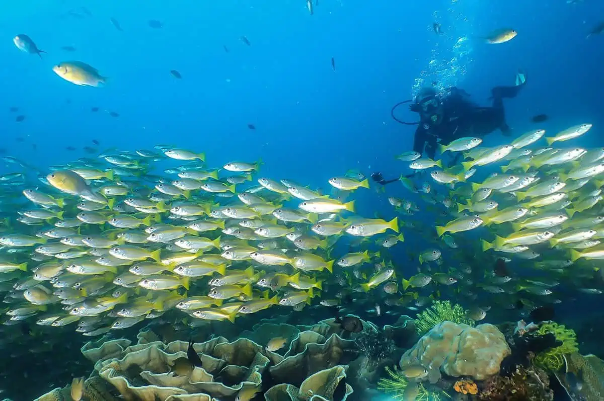 girl scuba diving with fish and corals in the Philippines