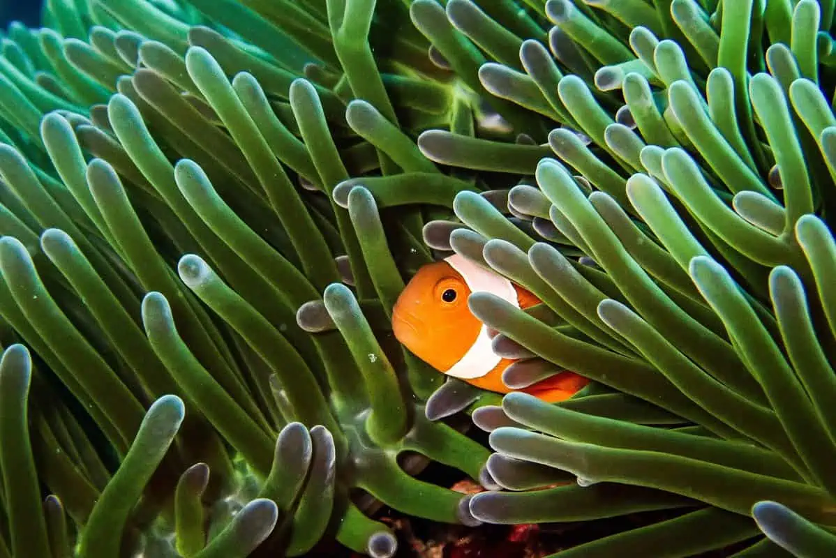 orange fish while diving in the philippines