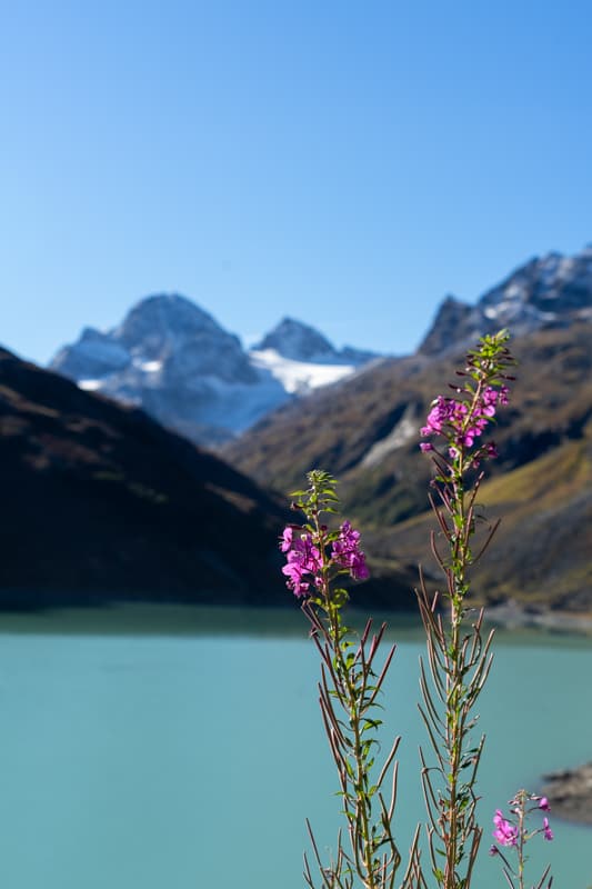 pink flowers by Lake Silvretta with mountains in backdrop