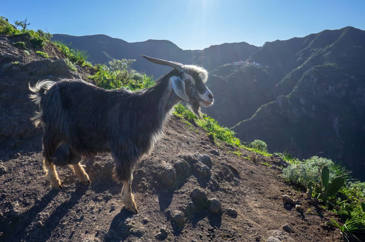 goat in anaga rural park
