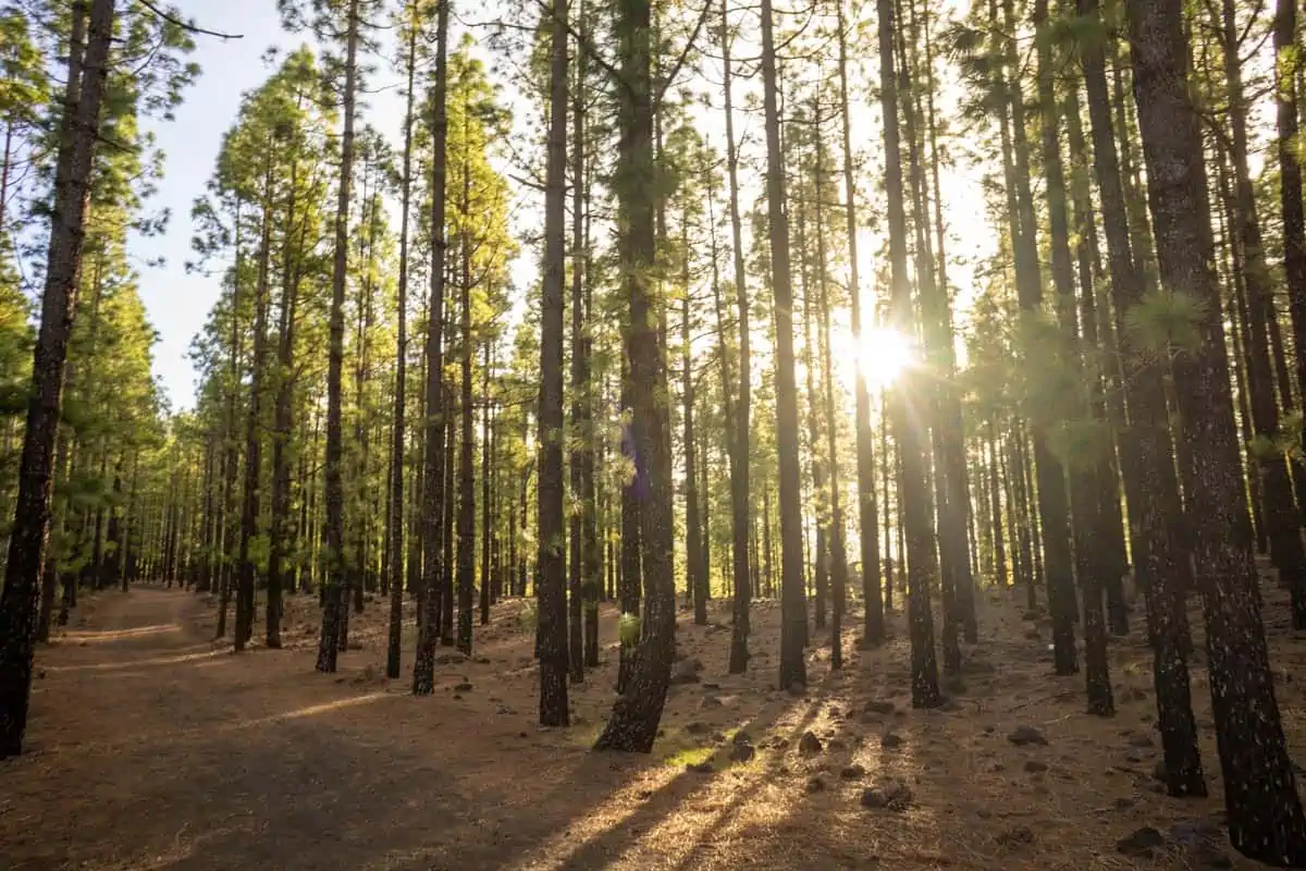 forests in tenerife