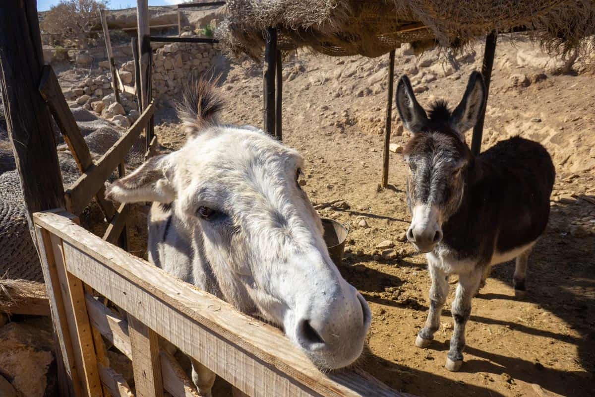donkeys at tenerife horse rescue
