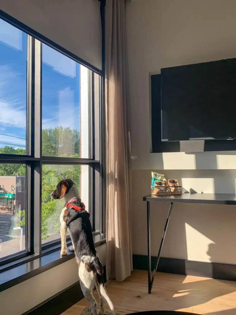 dog looking out window