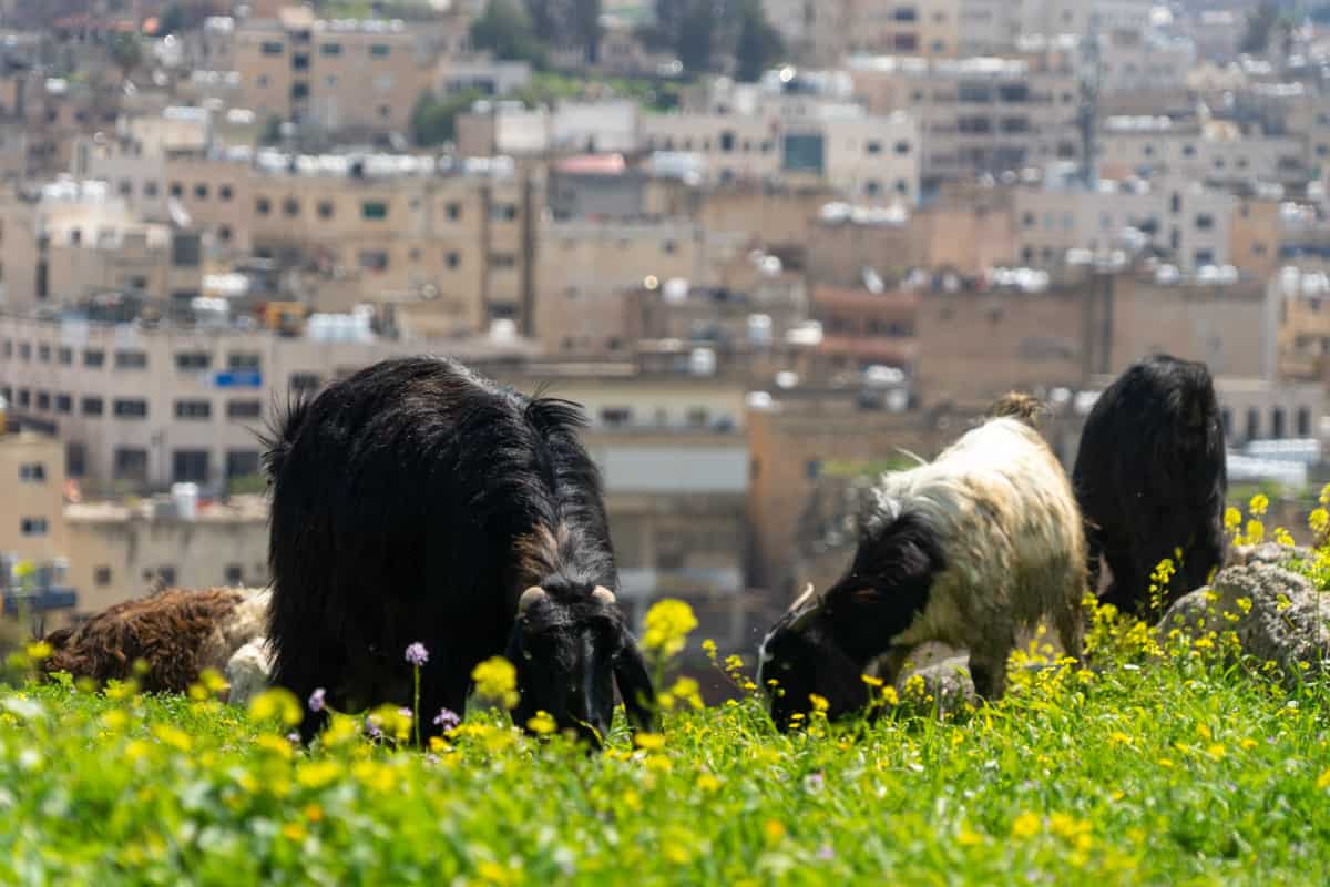 goats eating grass
