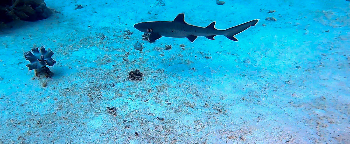 black tip reef shark in egypt