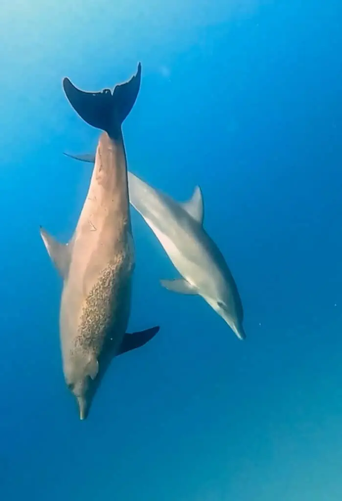 Diving with dolphins in Marsa Alam