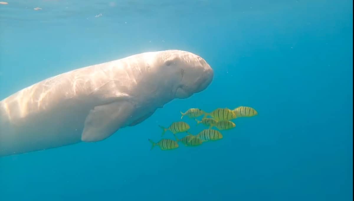 dugong in egypt