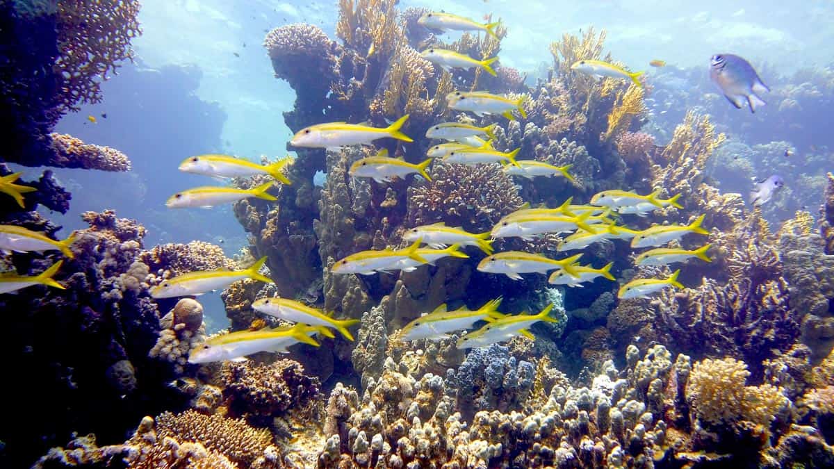 Coral reefs in Egypt