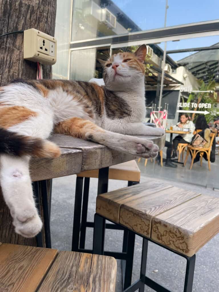 cat sleeping in restaurant