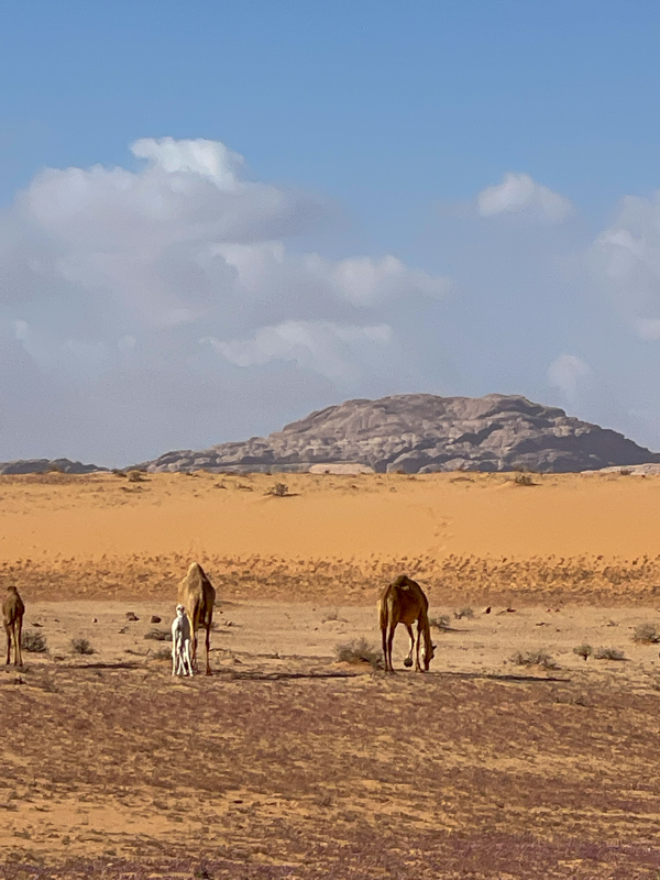 camels in wadi rum jordan