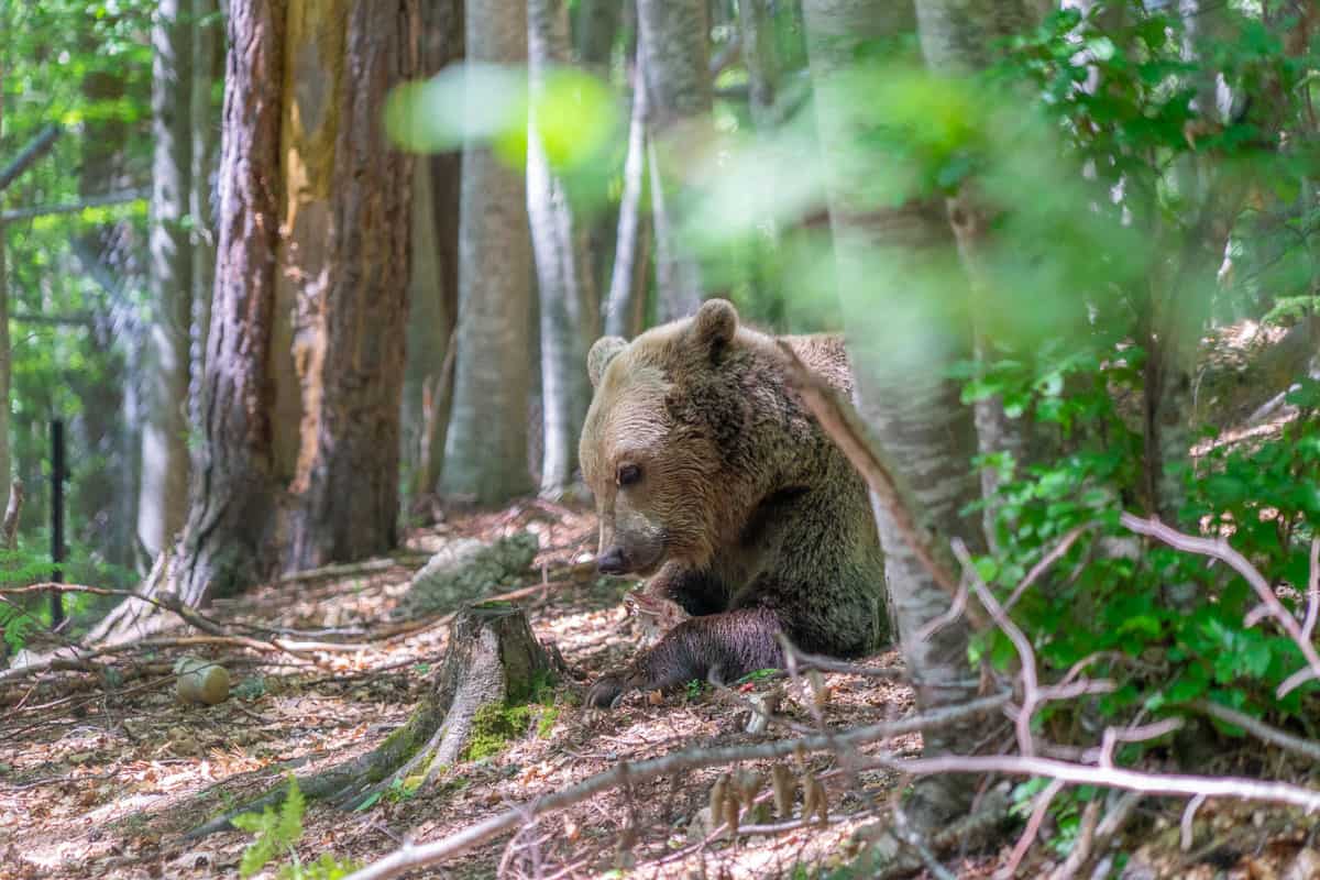 bear sanctuary bansko