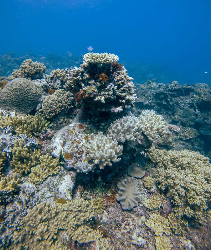 coral reefs in Fiji