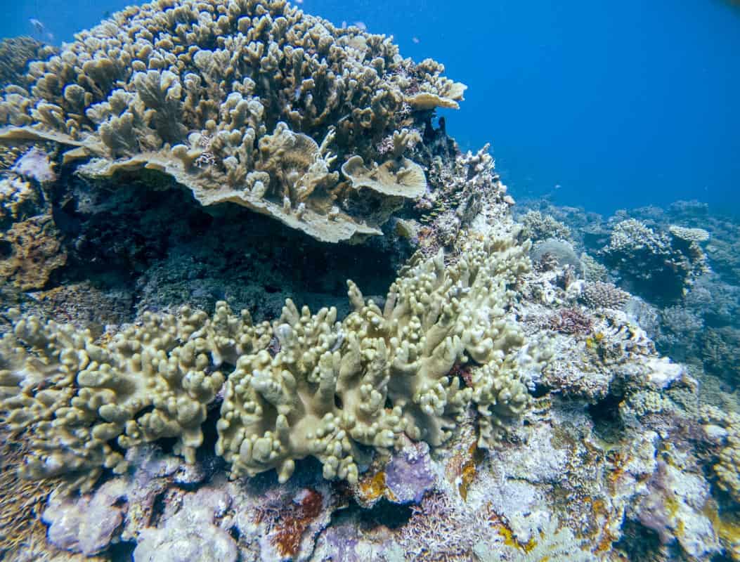 soft corals in Fiji