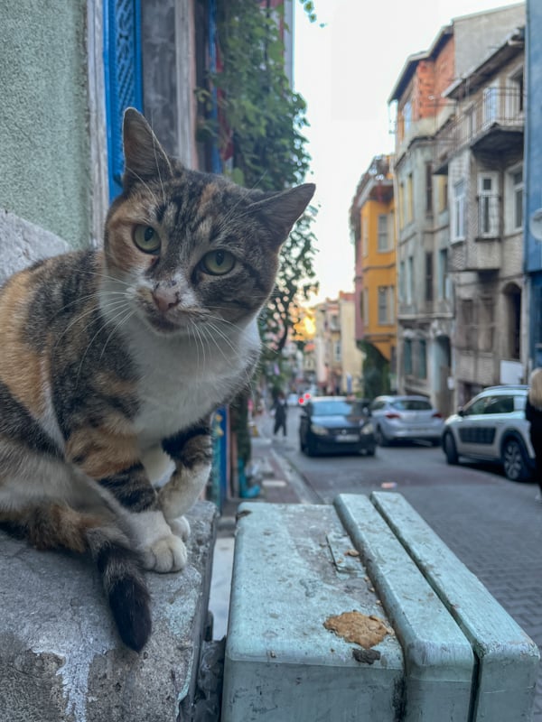 cat in istanbul