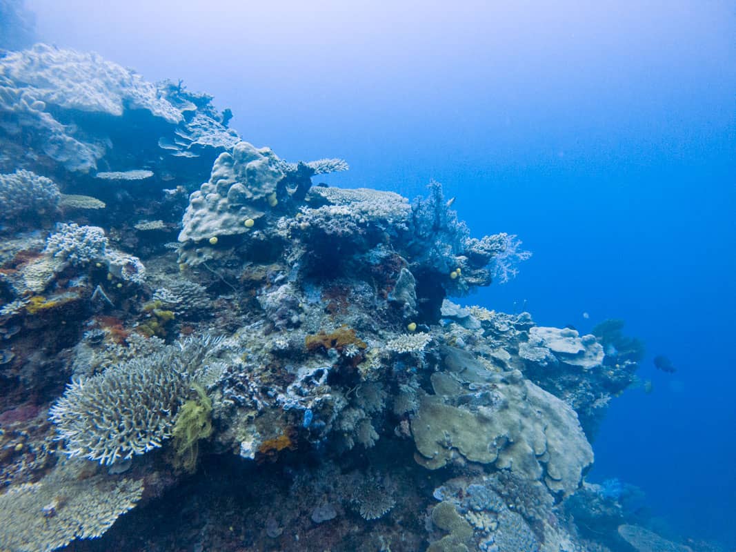 coral reefs in Fiji