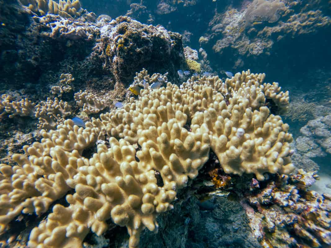 coral reefs in fiji