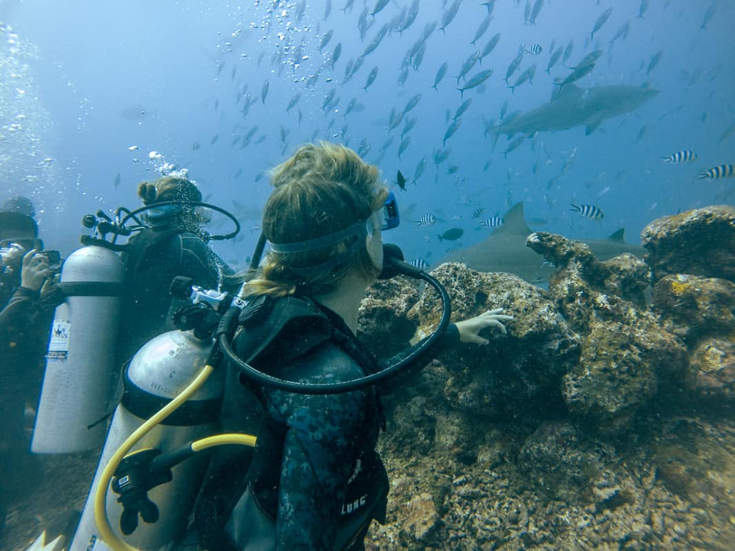 scuba divers Watching the sharks dive from the Perimeter in Fiji