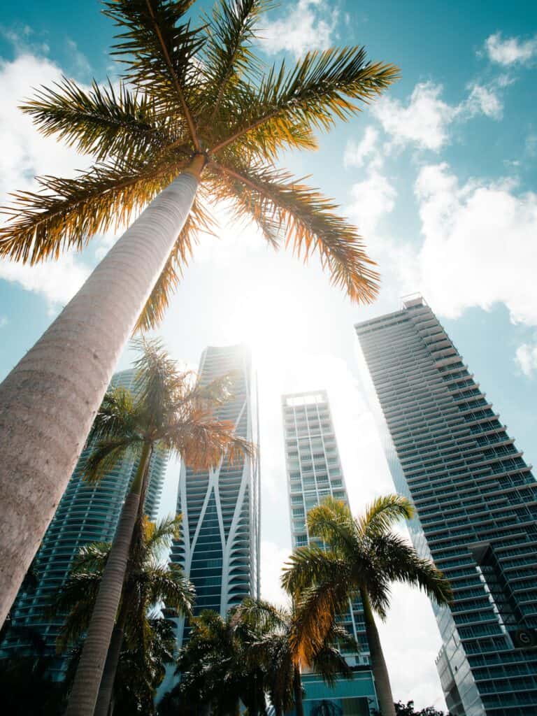 palm tree by building in miami