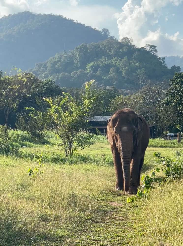 elephant near chiang mai
