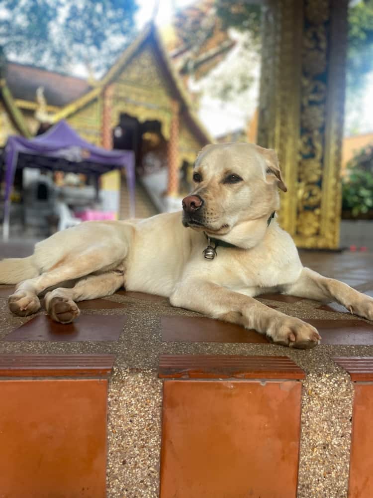 dog at Doi Suthep temple