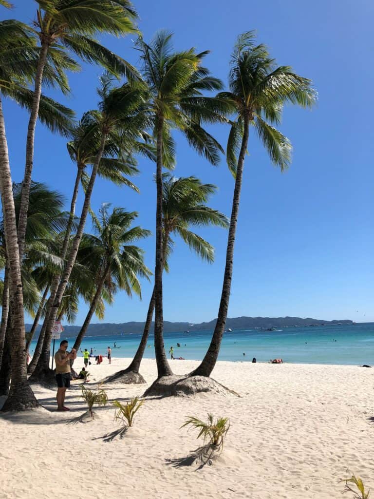 palm trees on beach boracay island 