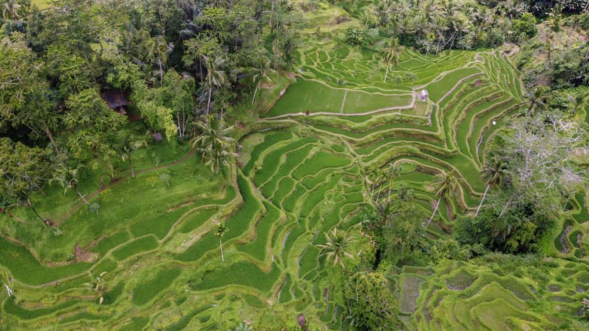 aerial shot of rice terraces in Bali