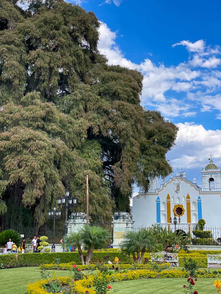 tule tree by church in oaxaca