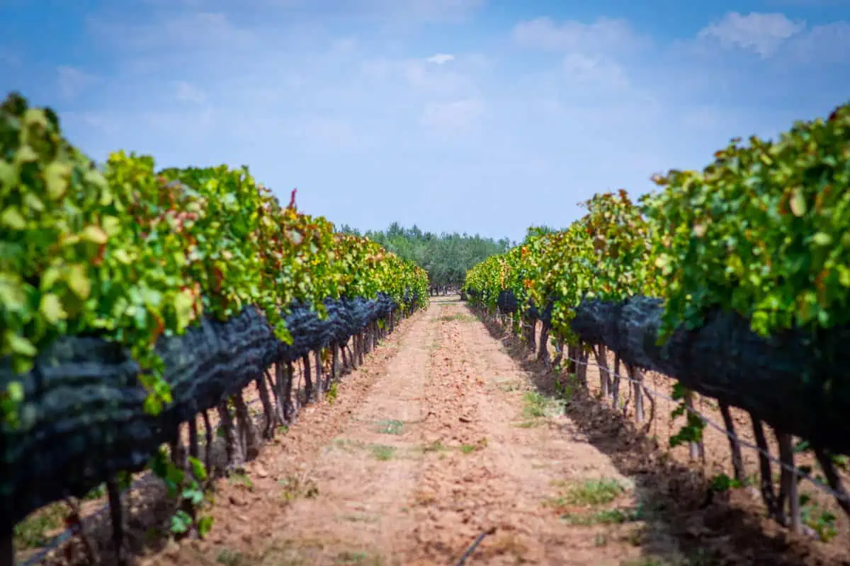 vineyards in guanajuato mexico