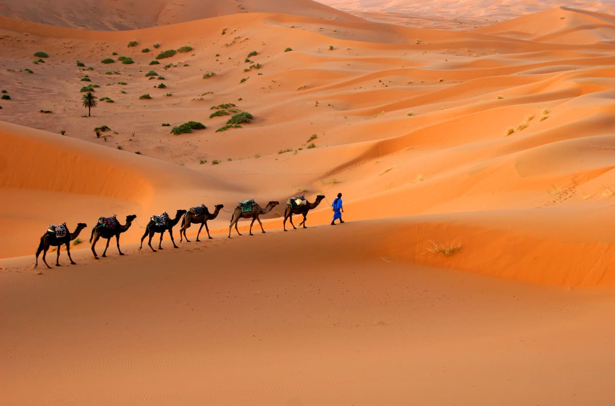 men crossing the sahara desert with 5 camels behind him. the sun is setting on the vast desert casting a beautiful glow.