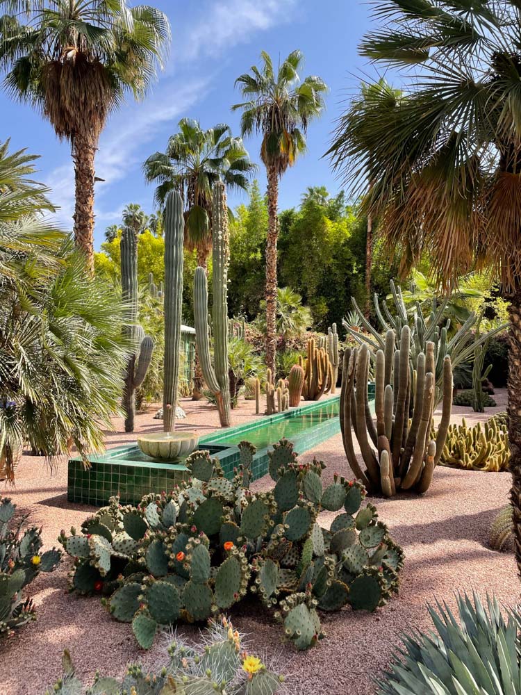 an outdoor pool in morocco surrounded by different types of cacti. the photo is brightly lit by the sun with a blue sky.