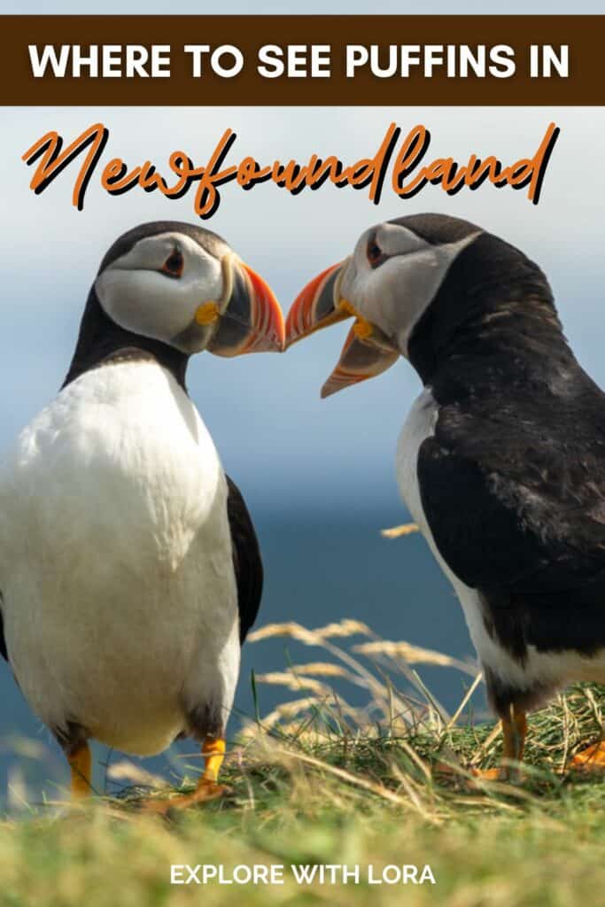 up close photo of two puffins with overlay text that says where to see puffins in newfoundland