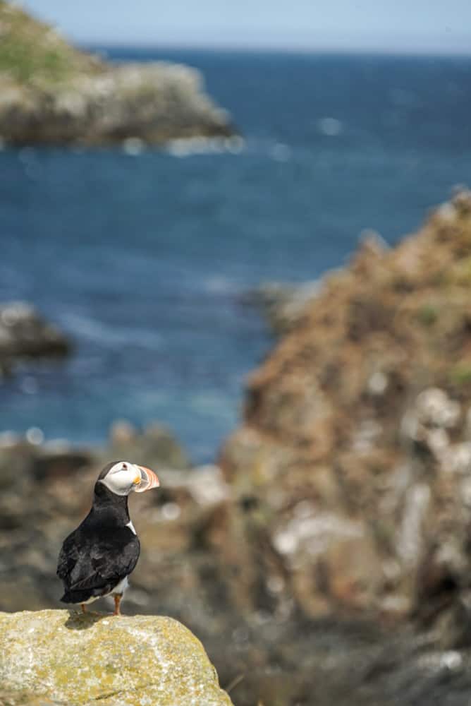 A captivating puffin portrait against a backdrop of rugged coastal cliffs, epitomizing the harmony between these endearing seabirds and Newfoundland's breathtaking environmen