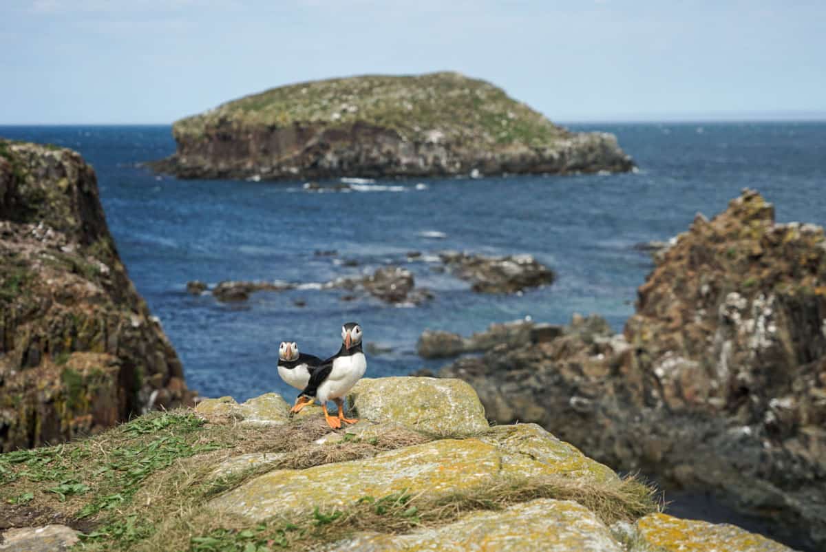A group of puffins sunbathing on smooth rocks near the shore, soaking in the the Newfoundland sun while surrounded by the calming sound of crashing waves