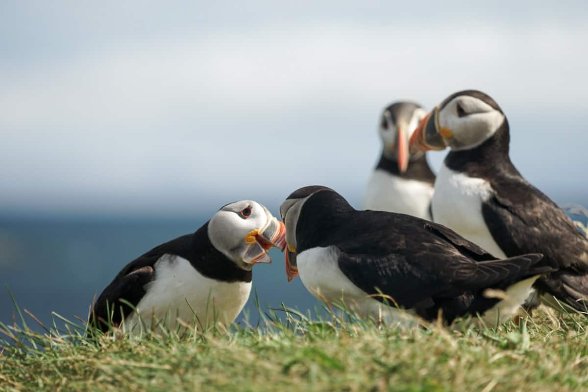 four puffins in newfoundland