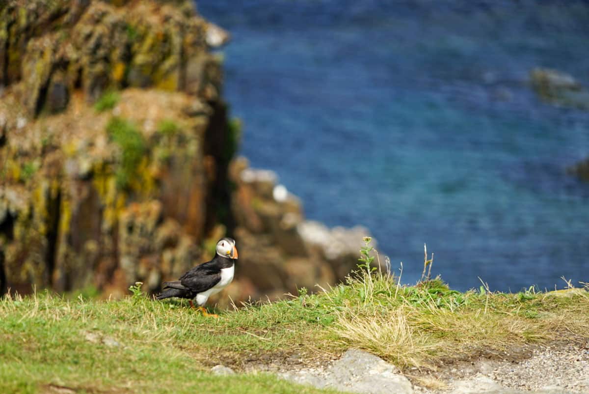 A captivating puffin portrait against a backdrop of rugged coastal cliffs