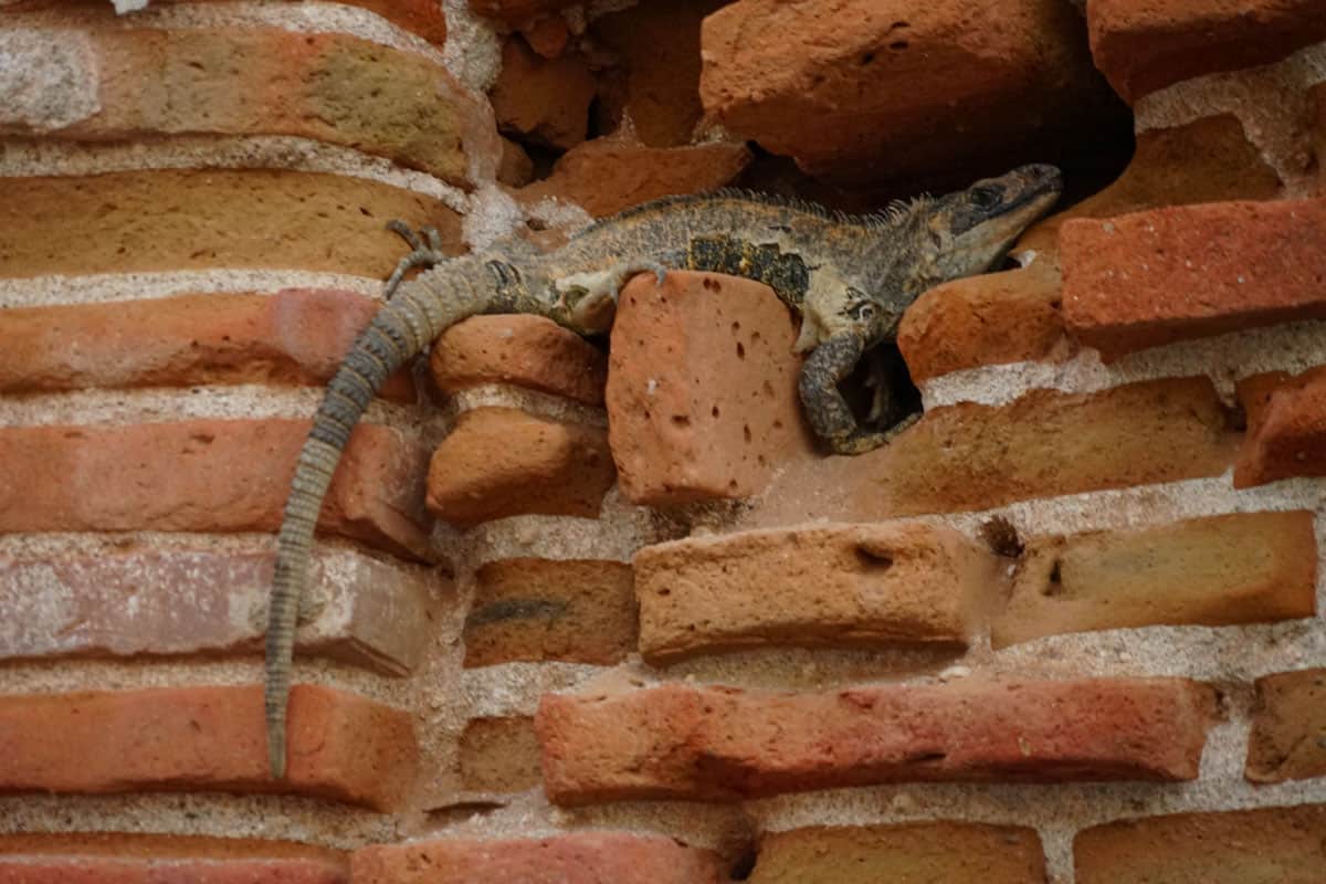 A lizard on a brick wall.